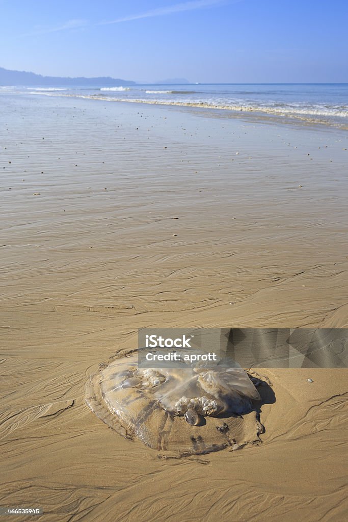 Quallen bei Ebbe am Strand - Lizenzfrei Fisch Stock-Foto