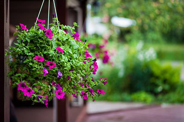 istock purple flowers outdoors 466536035