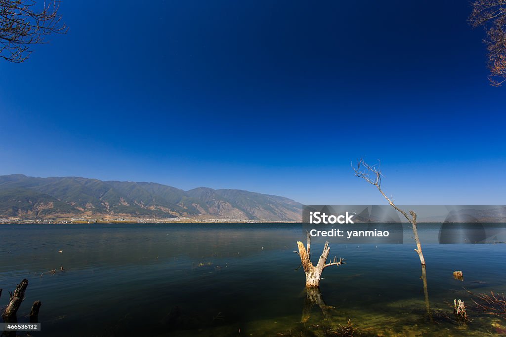 The trees in water The forest in  lake water 2015 Stock Photo