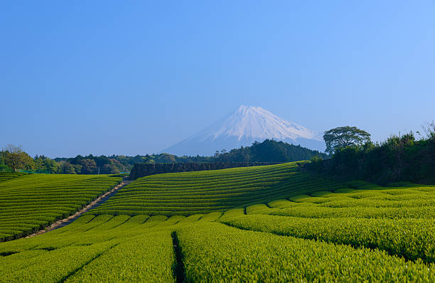 istock Mt.Fuji and Tea plantation 466536396