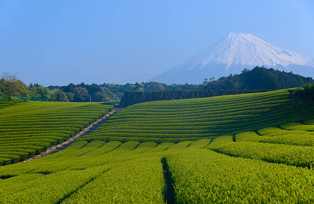 istock Mt.Fuji and Tea plantation 466536400