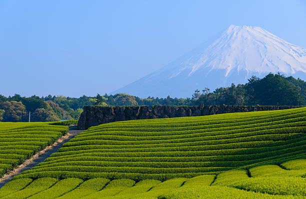 istock Mt.Fuji and Tea plantation 466536404