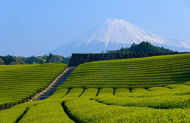 istock Mt.Fuji and Tea plantation 466536408