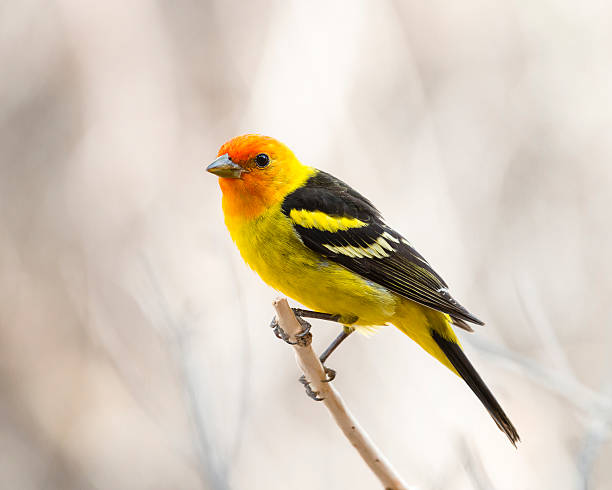 Western Tanager Male with breeding color. piranga ludoviciana stock pictures, royalty-free photos & images