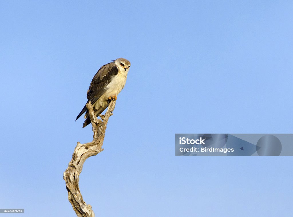 Black-shouldered Kite - South Africa Black-shouldered Kite, blue sky background - Kruger National Park, South Africa. Africa Stock Photo