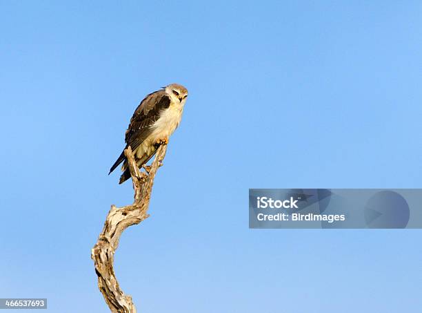 Blackshouldered Kite South Africa Stock Photo - Download Image Now - Africa, Animal, Animal Wildlife