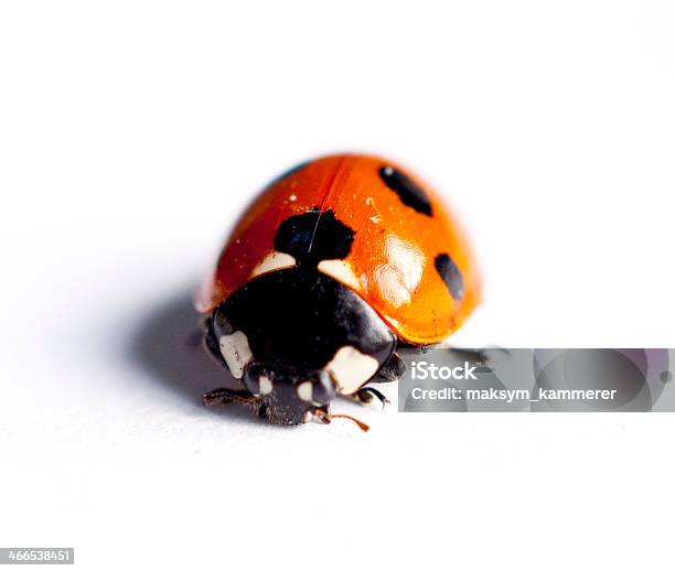 Photo libre de droit de Coccinelle Sur Fond Blanc banque d'images et plus d'images libres de droit de Coccinelle - Coccinelle, Couleur noire, Fond blanc