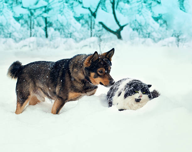 istock Cat and dog playing in the snow 466539003