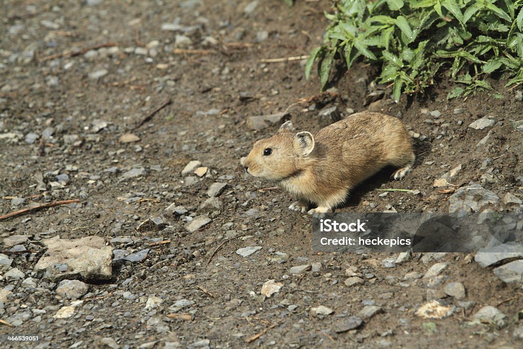 Rodents In The Mongolian Steppe Stock Photo - Download Image Now - Animal  Wildlife, Animals In The Wild, Hamster - iStock