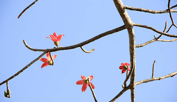 Bombax ceiba tree. Bombax ceiba tree. baobab flower stock pictures, royalty-free photos & images