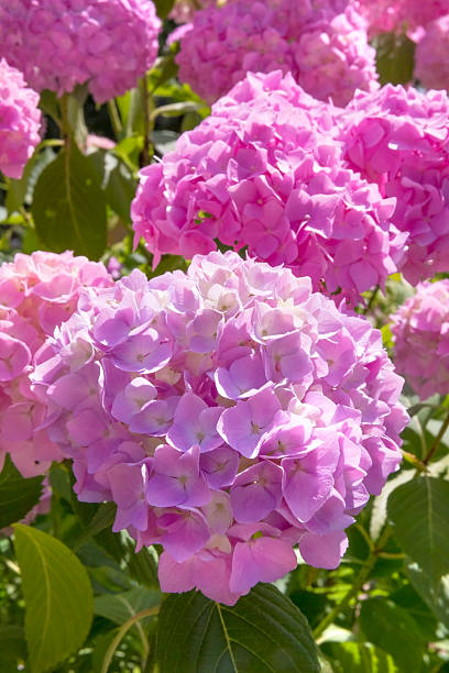 istock Blooming pink Hortensia on sunny day 466539538