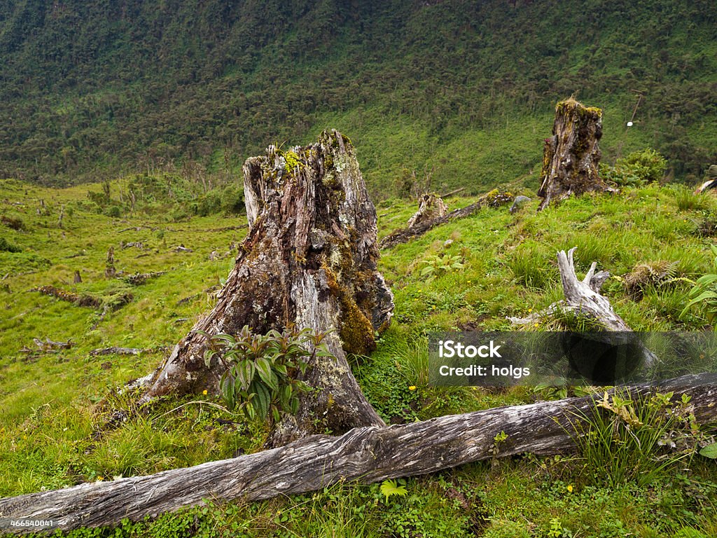 Arbre Stumps dans la forêt amazonienne - Photo de Déforestation libre de droits