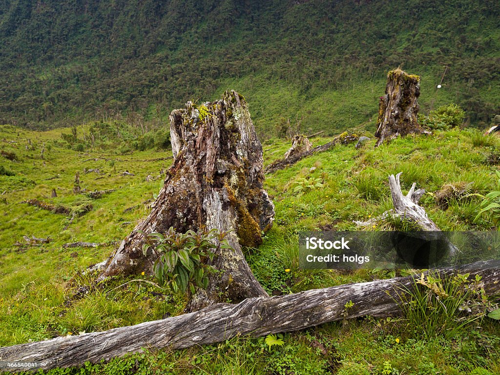 Albero Stumps in Amazon - Foto stock royalty-free di Disboscamento