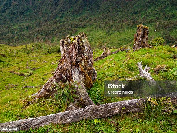 Albero Stumps In Amazon - Fotografie stock e altre immagini di Disboscamento - Disboscamento, Perù, Agricoltura
