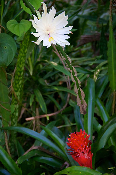 noite flor e bromeliácea - cactus flower single flower bromeliad - fotografias e filmes do acervo