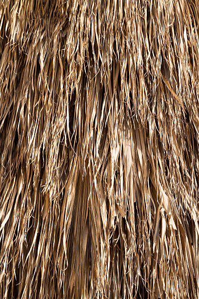 istock Withered  Leaves of  Palm. 466541099