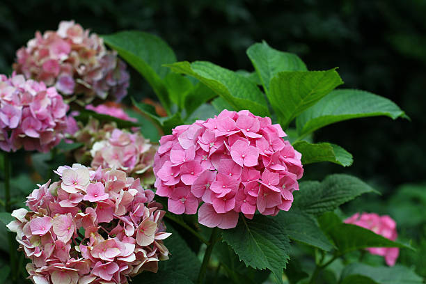 istock Flowering bush close-up 466544503