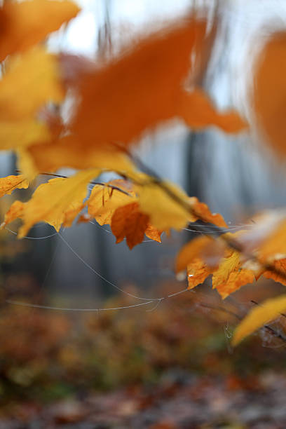 istock golden autumn leaves with waterdrops and cobweb 466545654