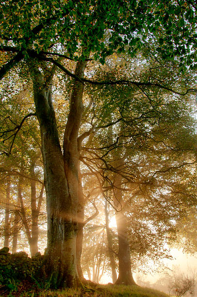 sol da manhã - oak tree tree grass hdr - fotografias e filmes do acervo