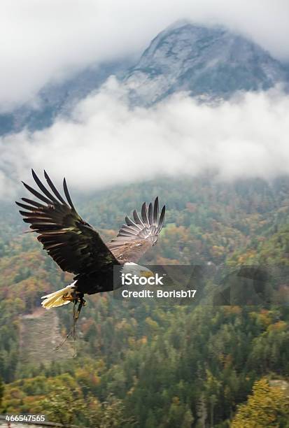 Bald Eagle In Flight Austria Stock Photo - Download Image Now - Eagle - Bird, Flying, Bald Eagle