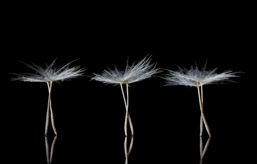Extreme Macro of Dandelion Seeds resembling ballet dancers on the stage, with copyspace for texts