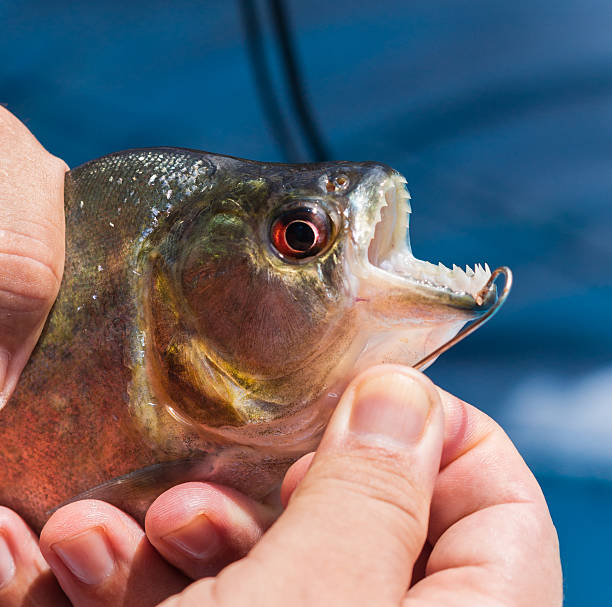 Small carp, small fish, breathing on the water