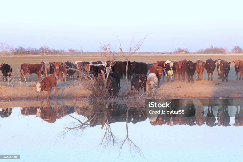 Cattle at a Farm Pond Herd of mixed breed cattle at a farm pond located in a wheat field. Agriculture Stock Photo