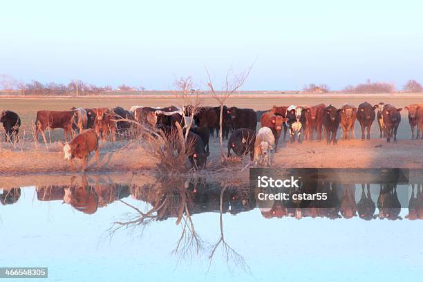 Cattle At A Farm Pond Stock Photo - Download Image Now - Agriculture, Animal, Calf