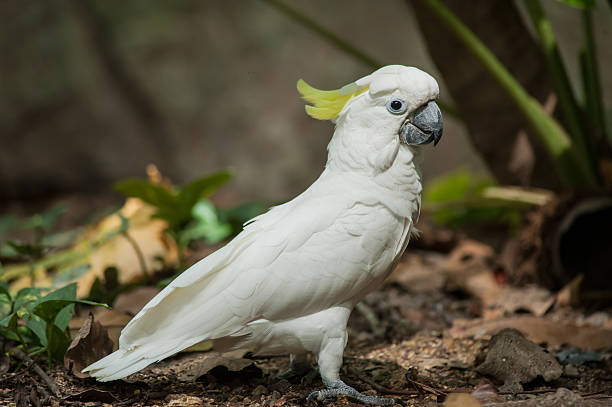 istock Sulphur-crested Cockatoo, Raised Yellow Crest, Australia 466549548