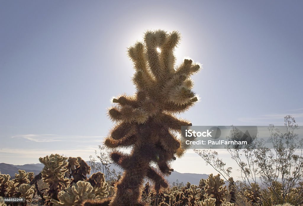 Cactus au lever du soleil - Photo de Arbre de Josué libre de droits