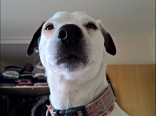 istock Jack Russell dog on a bed 466552900