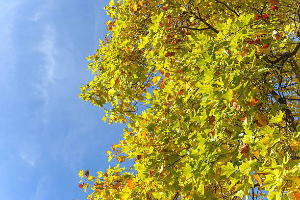 istock Coming autumn leaves with the blue sky 466553084