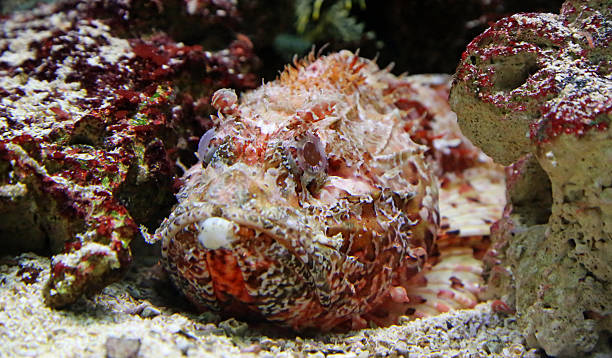 Close-up view of a Stonefish 02 Close-up view of a Stonefish - Synanceia verrucosa tropic of capricorn stock pictures, royalty-free photos & images