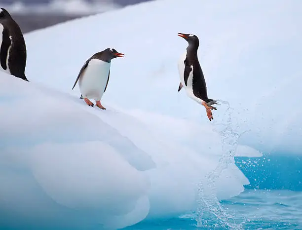 Photo of A pair of Gentoo Penguins jumping from an iceberg