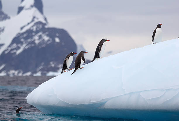 istock Jumping Gentoo Penguins on Iceberg 466554157