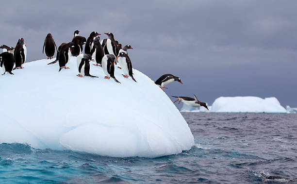Gentoo penguins jump off an iceberg filled with other gentoo penguins