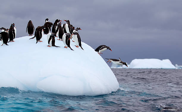Gentoo Penguins Jumping off an Iceberg in Antarctic Waters Gentoo penguins jump off an iceberg filled with other gentoo penguins south pole stock pictures, royalty-free photos & images