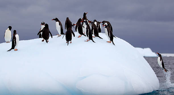istock Jumping Gentoo Penguins on Iceberg 466554167
