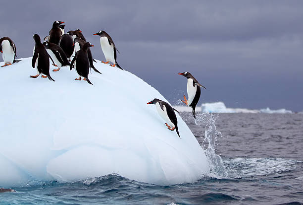 istock Jumping Gentoo Penguins on Iceberg 466554195