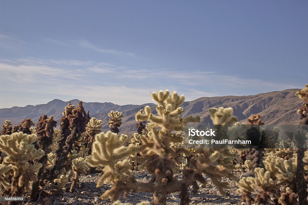 Cactus et les montagnes - Photo de Arbre de Josué libre de droits