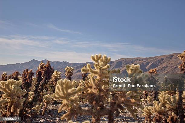 Kaktus I Góry - zdjęcia stockowe i więcej obrazów Bez ludzi - Bez ludzi, Drzewo Jozuego, Dzień