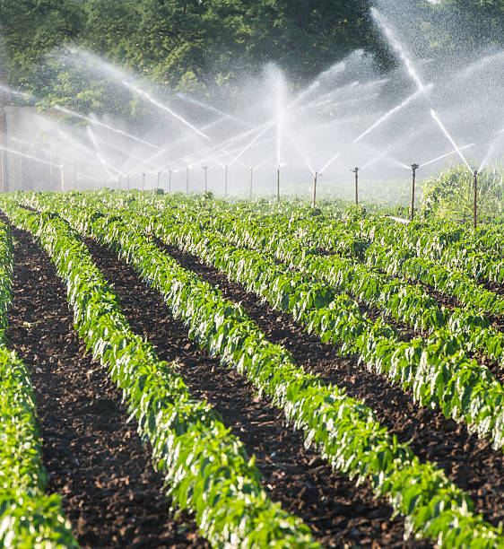 istock irrigation of vegetables 466559039