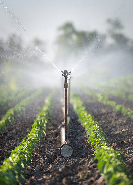 istock irrigation of vegetables 466559045