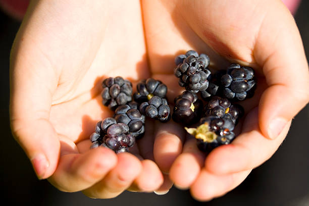 istock Rubus caesius Dewberry.JH 466562315