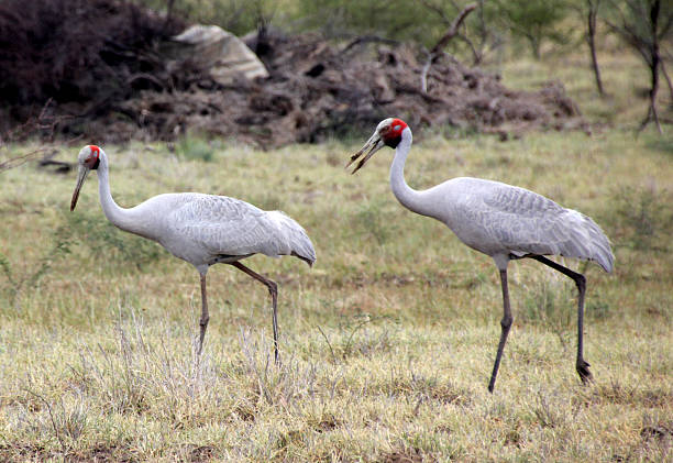 Unexpected Visitors Two brolgas walking in green grass brolga stock pictures, royalty-free photos & images