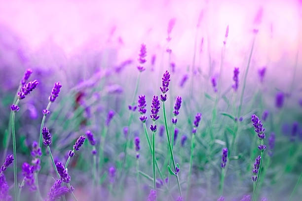 istock Lavender in my garden 466562395