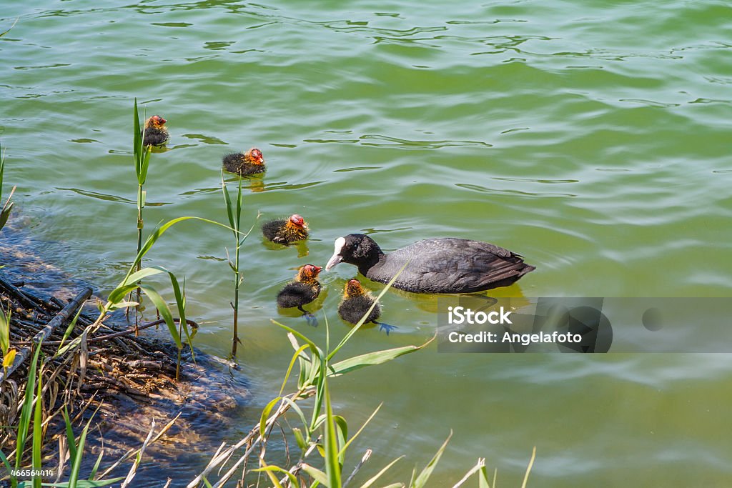 Coot with juveniles coot with juveniles 2015 Stock Photo