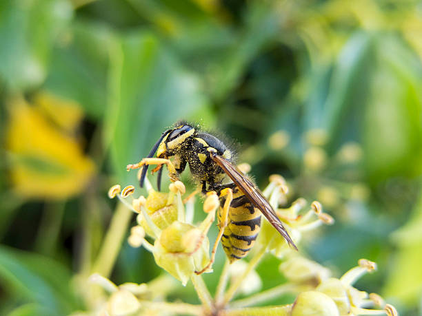 istock Wasp pollinating plant 466564750