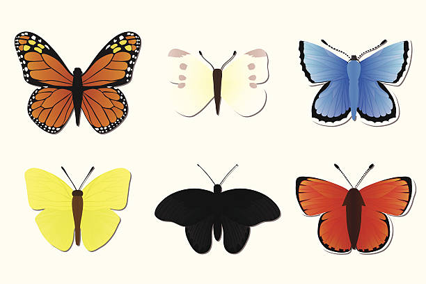 세트마다 나비 - abdomen animal backgrounds beauty in nature stock illustrations