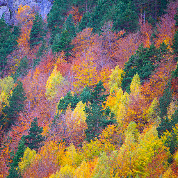 istock Autumn forest in Pyrenees Valle de Ordesa Huesca Spain 466567714